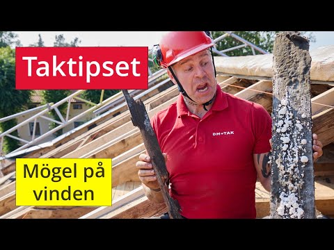 Taktipset – Mögel på vinden